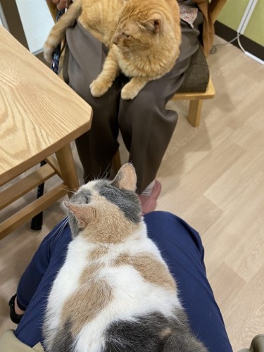 ひざに猫を抱いて利用者同士で歓談中（入間東幸楽園提供）