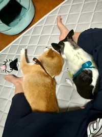 足の間でくつろぐわんちゃんズ（提供：林さん）