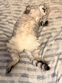 Sさんのベッドの上でくつろぐチビくん。くつろぎ過ぎ？