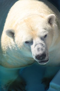 日本最大のホッキョクグマ、ロッシー＝2023.10 日本平動物園