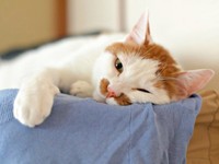 うとうとするポッケくん（画像提供：ポッケとニケさん）