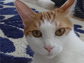 車のバンパーから入って迷ってた　茶色の保護猫「ばんちゃ」
