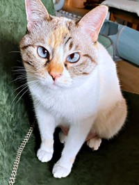 ブルーの瞳と三毛柄が素敵なルールーちゃん（画像提供：kaoruさん）