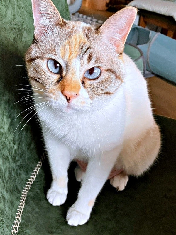 ブルーの瞳と三毛柄が素敵なルールーちゃん（画像提供：kaoruさん）