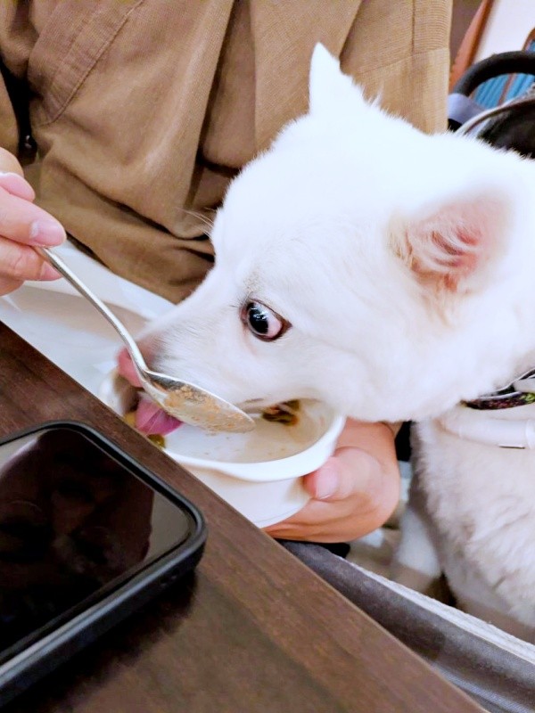 ホテルご飯を夢中で食べるこんちゃん（画像提供：こんぺいとうさん）