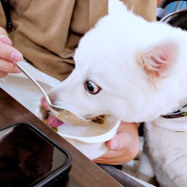 ホテルご飯を夢中で食べるこんちゃん（画像提供：こんぺいとうさん）
