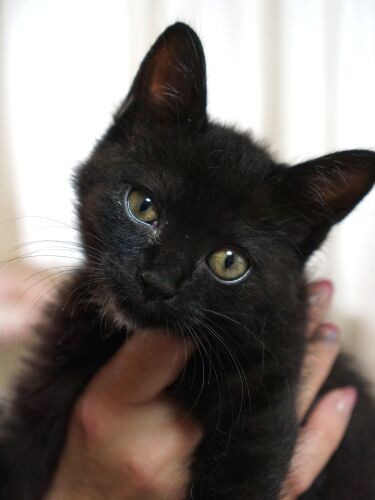 愛らしいうに「あたしは、おっとりしてるの」