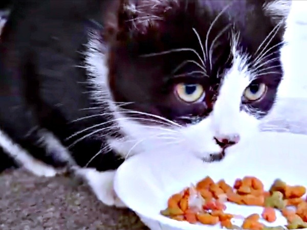 「このままでは妊娠してしまう」 保護のため距離を縮めていたころ。ご飯を食べるあんこちゃん（画像提供：しじみとんさん）