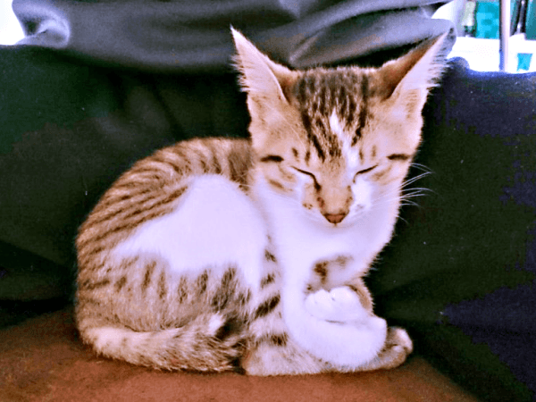 飼い主さんのそばで眠るつくねちゃん（画像提供：猫目さん）