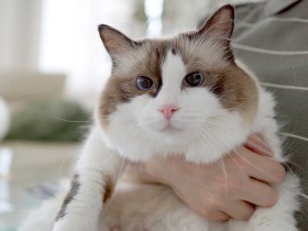 ノラ猫の繁殖現場で保護　“猫のための家”で快適に暮らす2匹