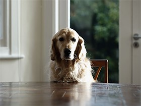 初対面の犬との適切な距離は？　犬にもパーソナルエリアがある