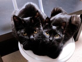 猫を飼おうとした独身男性がぶつかった壁　やっと出会えた姉妹猫「スーパー可愛い」