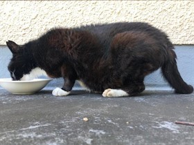 動物保護活動をするボランティアを支援　シェルター整備のため支援募る