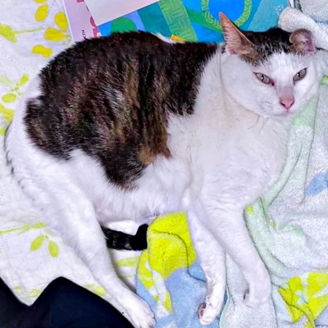 ポンちゃんの第一印象は「目が縦すぎる」 ！ 今では唯一無二の魅力に（画像提供：Yoppyさん）