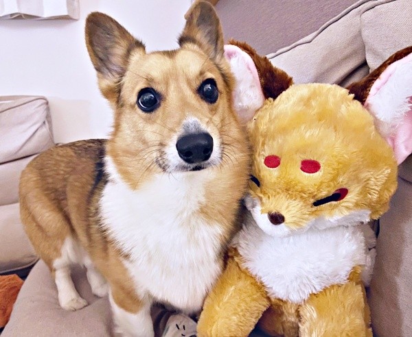 ぬいぐるみに幅寄せするちろるくん（画像提供：ぷにこ というどすこい。さん）