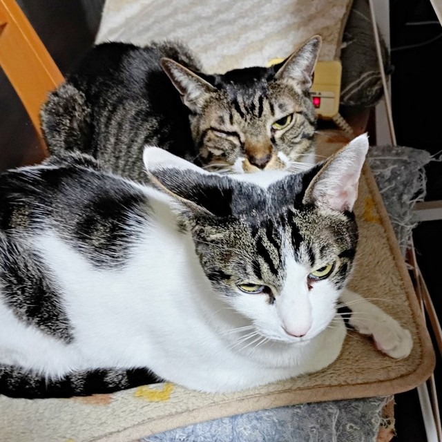 12歳を迎えた（奥）ジャンくんと（手前）テンくん（画像提供：信さん）