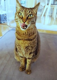 飼い主さん夫婦のご縁を結んだ蓮くん（画像提供：うにねこさん）