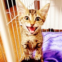 子猫の時も可愛かった