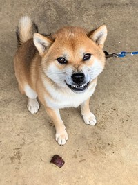 猫には寛容だけどご飯中に近づくとこうなります（提供写真）
