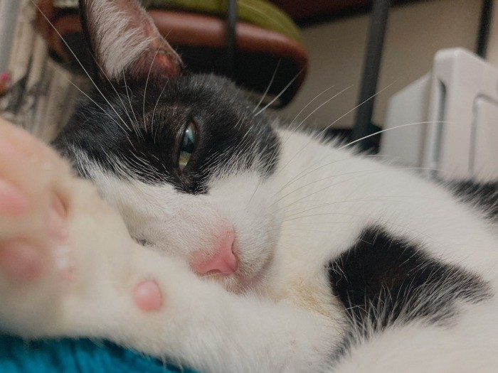 ひざにも乗って甘えるようになりました。「見て、私の鼻と肉球、ピンクなの」（なみさん提供）