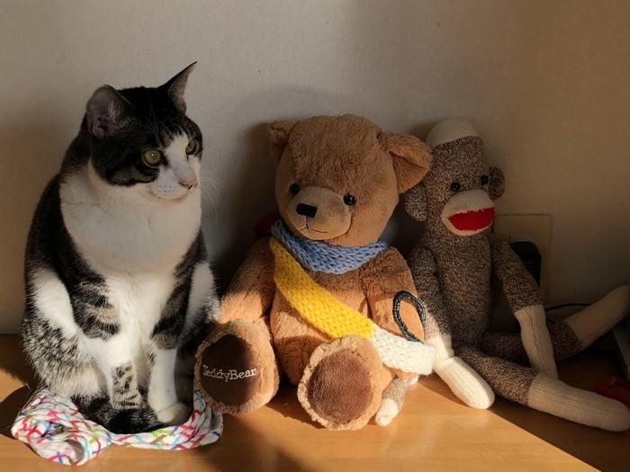 ぬいぐるみに混ざるテンテン