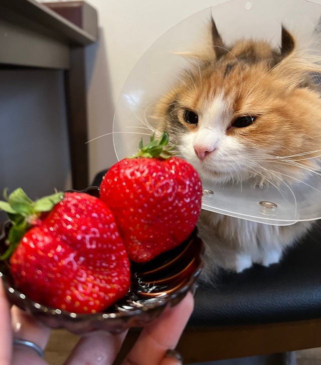 いちご、食べたいにゃ