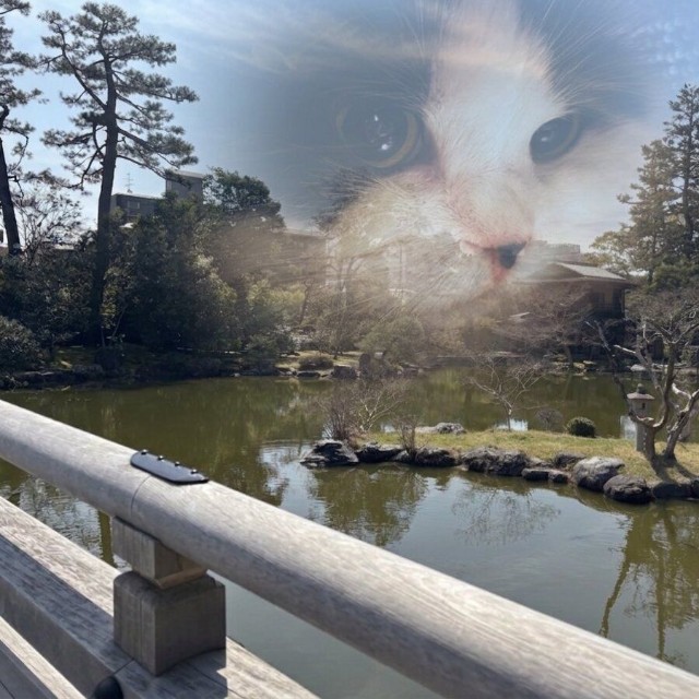 京都で撮った旅先の一枚に、愛猫キムチの姿が浮かぶ投稿が共感を呼んだ／キムチ母さん（@fukuroupiyopiyo）提供