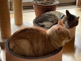 猫鍋風爪研ぎ、思わぬ威力発揮！　愛猫からソファを守れそうだ