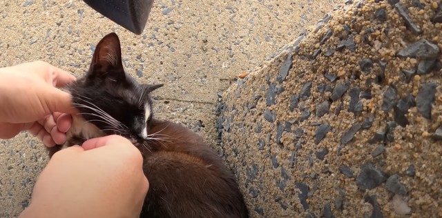 釣り針を抜いてあげる投稿主さん／猫探しさん（@yaroneko77）提供