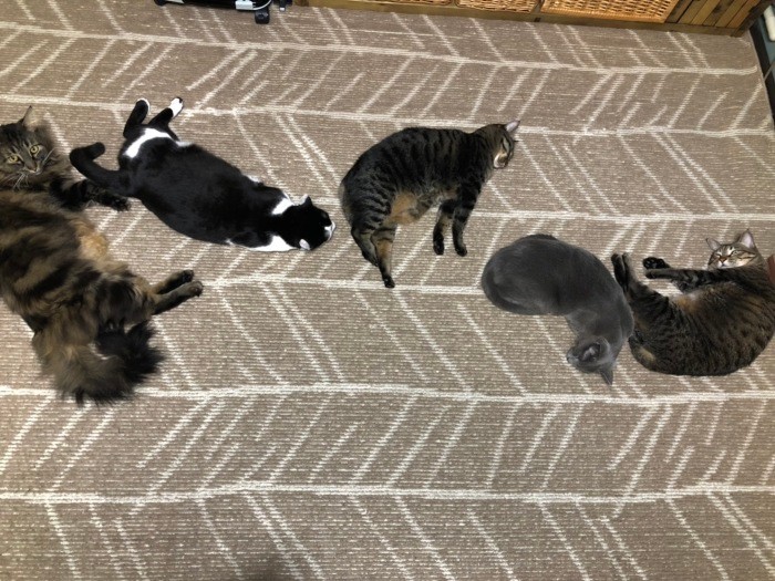 まるで猫文字みたい？猫がいると想像力も刺激されそう（夏子さん提供）