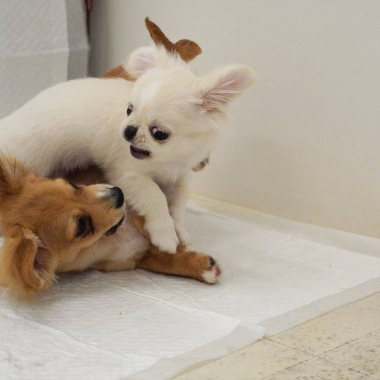 「わーい、ワンコと遊ぶのめっちゃ楽しい♪」（UG提供）