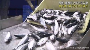 養殖ギンザケ約１カ月遅れで入荷　宮城・石巻魚市場