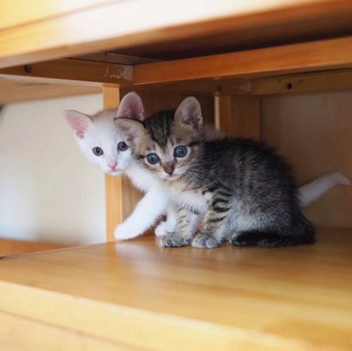 じつは4きょうだい（＠bunyapon0110）