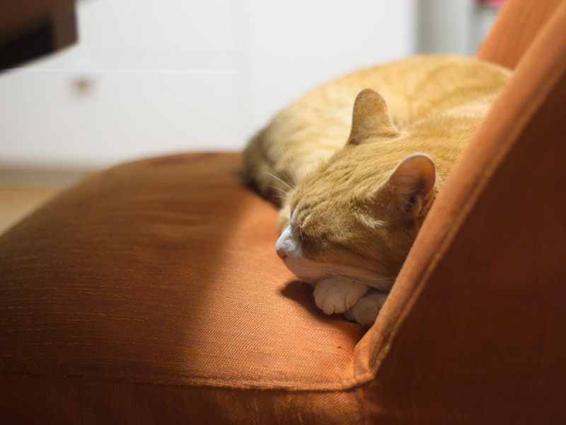 「枕が変わっても寝られるから枕じゃないけど、何か忘れ物したような」（小林写函撮影）