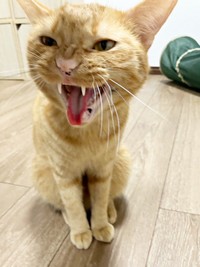 入居審査用NG集（3）のむぎくん（画像提供：むぎと人間さん）