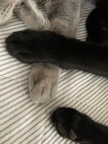 みんなで仲良く、末永くお幸せに！（恵里さん提供）