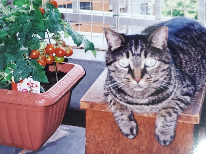 若い頃のニャン（友香子さん提供）