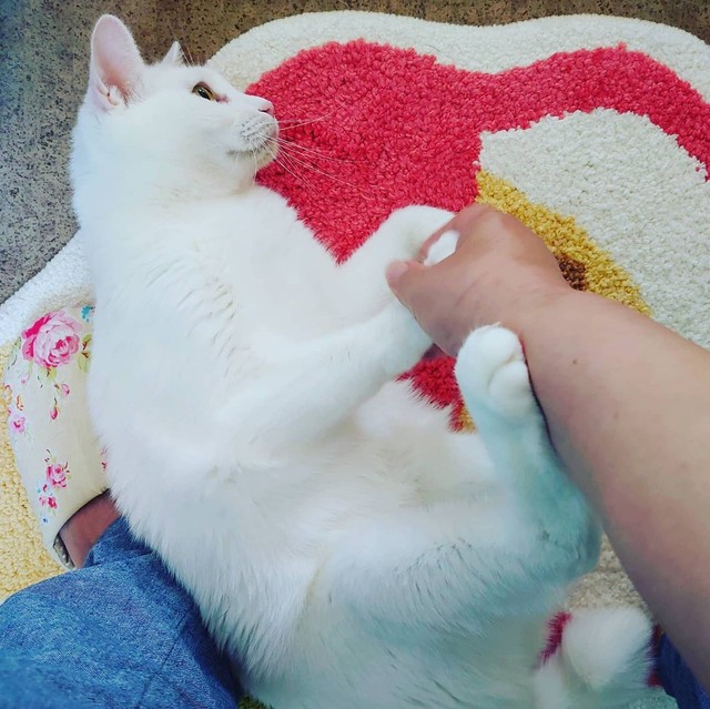 トイレにもついていくの