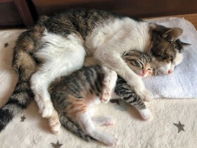 26歳のおばあちゃん猫、初めての子育て　子猫を抱っこしてゴロンとしたり見守ったり
