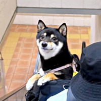 口角キュッ！嬉しそうな表情がキュートなごまちゃん（画像提供：豆柴ごま娘さん）