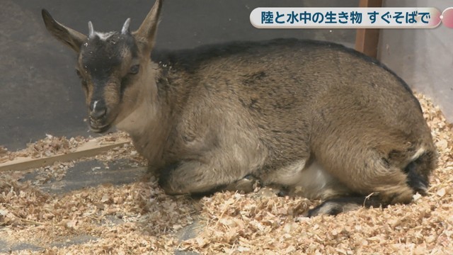 いきものワールド in コンベックス岡山
