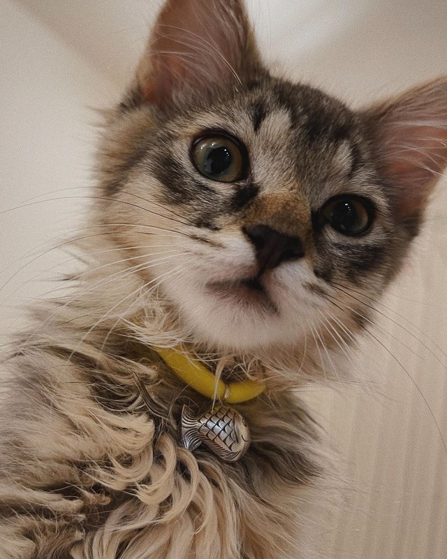 賢そうな顔立ちのてんくん