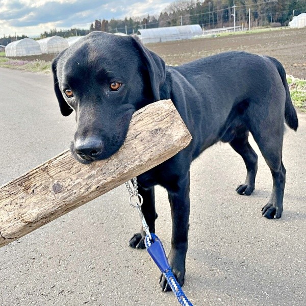 大きな木材もしっかりくわえるハロくん（画像提供：ハロさん）