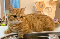 見守りに貫禄すら感じるぷーちゃん（提供：ぷっちょ🐈さん）