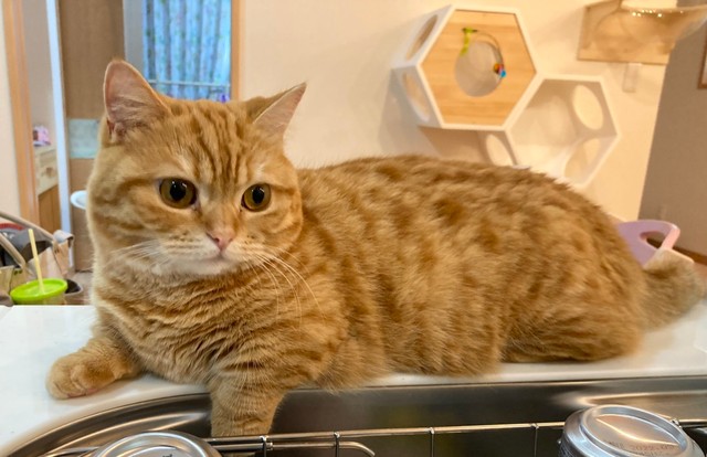 見守りに貫禄すら感じるぷーちゃん（提供：ぷっちょ🐈さん）