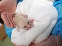 5月11日のフェネックの赤ちゃん　画像（公財）東京動物園協会提供