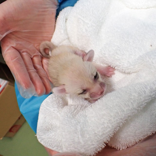 5月11日のフェネックの赤ちゃん　画像（公財）東京動物園協会提供