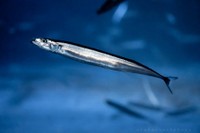 生き生きとしたサンマの写真 ※α-🦈さん提供