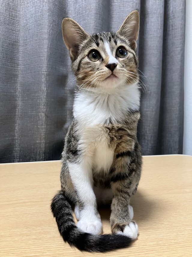 起きている時は「美少女」ですが（画像提供：むぎときびさん）