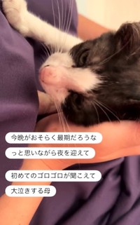 今晩がおそらく最期だろうなと思っていたら…ゴロゴロ喉を鳴らす音が聞こえてきたという（「パンちゃんママ」さん提供、Instagramよりキャプチャ撮影）
